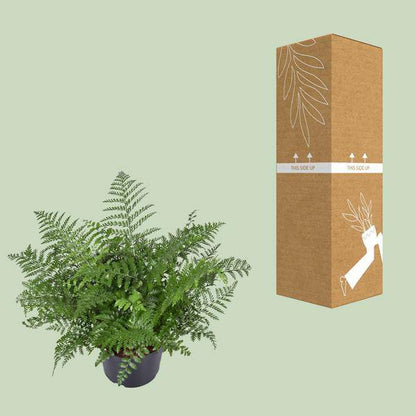Nestfarn - Asplenium Parvati - Zimmerpflanze - Ø23cm - ↕55cm 