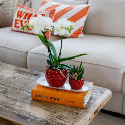 Set aus weißer Orchidee und Rhipsalis auf Bambustablett 