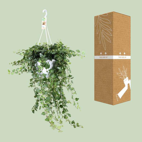 Efeu – Hedera helix Wonder Green – Zimmerpflanze – Ø24 cm Topf – ca. 70–80 cm hoch – Pflegeleicht – Luftreinigend – Halbschatten 