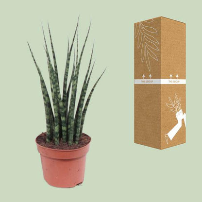 Bogenhanf - Sansevieria Fernholz Mikado - Zimmerpflanze -Ø12cm - ↕40cm 