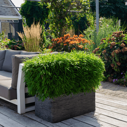 Fargesia murieliae Moontears Boobux – Bambus – immergrün & winterhart – nicht invasiv – Ø29cm – ↕70cm Höhe – ideal für Garten, Terrasse & Hecken 