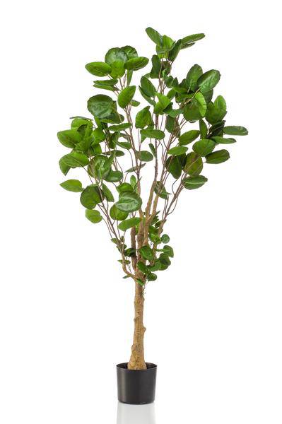 Künstliche Pflanze - Polyscias - Aralia - 150 cm 