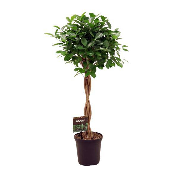 Chinesische Feige - Ficus Micr. Moclame - Zimmerpflanze - Ø23cm - ↕110cm 