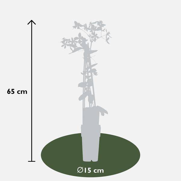 Waldrebe Clematis armandii Apple Blossom – Immergrüne Clematis – Hellrosa Blüten – Ø15cm Topf – ↕65cm Kletterpflanze – Duftende Blüten – Wintergrün – Bienenfreundlich 