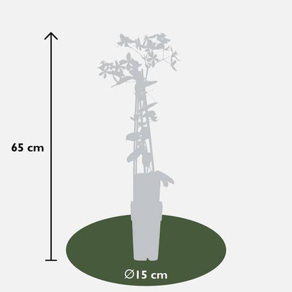 Waldrebe Clematis armandii Apple Blossom – Immergrüne Clematis – Hellrosa Blüten – Ø15cm Topf – ↕65cm Kletterpflanze – Duftende Blüten – Wintergrün – Bienenfreundlich 