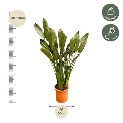 Strelitzia Reginae – Paradiesvogelblume – Zimmerpflanze 180cm – Ø50cm – Exotische Kübelpflanze mit orangefarbenen Blüten – Tropische Pflanze für Innen & Außen – Pflegeleicht 