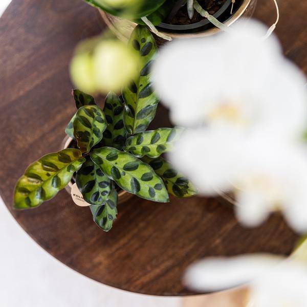 Calathea Makoyana – Pfauen-Korbmaranthe – Zimmerpflanze – Ø9cm – Exotische, kompakte Grünpflanze mit dekorativen Blättern – Luftreinigend & pflegeleicht 