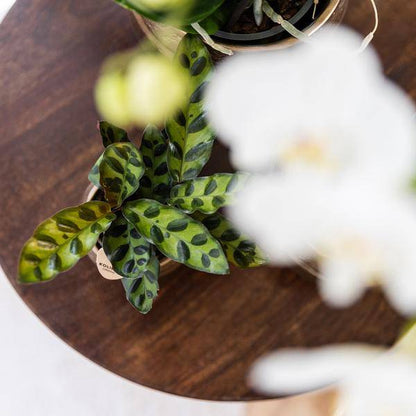 Calathea Makoyana – Pfauen-Korbmaranthe – Zimmerpflanze – Ø9cm – Exotische, kompakte Grünpflanze mit dekorativen Blättern – Luftreinigend & pflegeleicht 