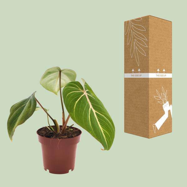 Baumfreund - Philodendron Selloum Atom - Zimmerpflanze - Ø12cm - ↕25cm 