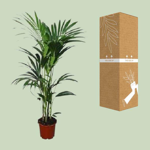 Kentia-Palme (Howea forsteriana) – Zimmerpflanze – Ø22cm – 120 cm hoch – Luftreinigend & Pflegeleicht 