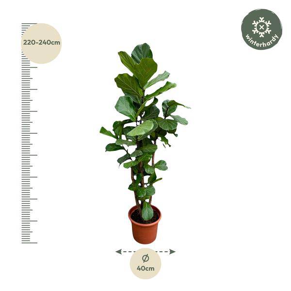 Geigen-Feige – Ficus Lyrata – Zimmerpflanze 220cm – Ø40cm – XXL-Designpflanze mit großen geigenförmigen Blättern – Exklusive Kübelpflanze für Wohnzimmer, Büro & Wintergarten – Pflegeleicht 