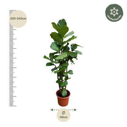 Geigen-Feige – Ficus Lyrata – Zimmerpflanze 220cm – Ø40cm – XXL-Designpflanze mit großen geigenförmigen Blättern – Exklusive Kübelpflanze für Wohnzimmer, Büro & Wintergarten – Pflegeleicht 