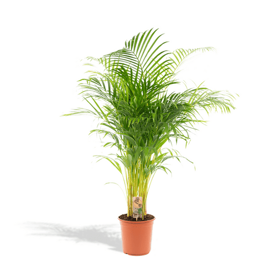 Betelpalme Areca-Palme – Zimmerpflanze Ø24cm – 130cm hoch – Luftreinigende Goldfruchtpalme 