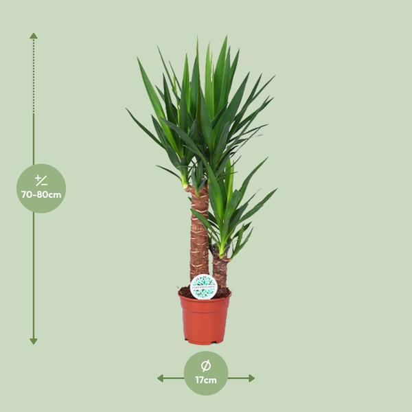 Palmlilie - Yucca - Zimmerpflanze - Ø17cm - ↕80cm 