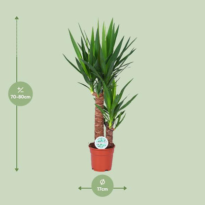 Palmlilie - Yucca - Zimmerpflanze - Ø17cm - ↕80cm 