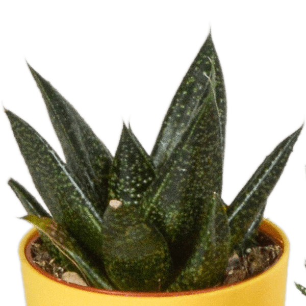 Sukkulente - Gasteria/Haworthia - Mix - 5,5cm - 5 Stück - im Topf 