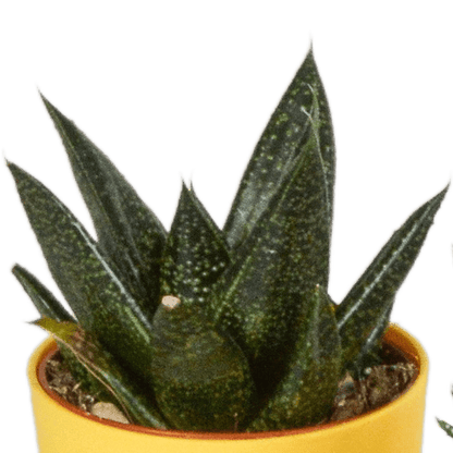 Sukkulente - Gasteria/Haworthia - Mix - 5,5cm - 5 Stück - im Topf 