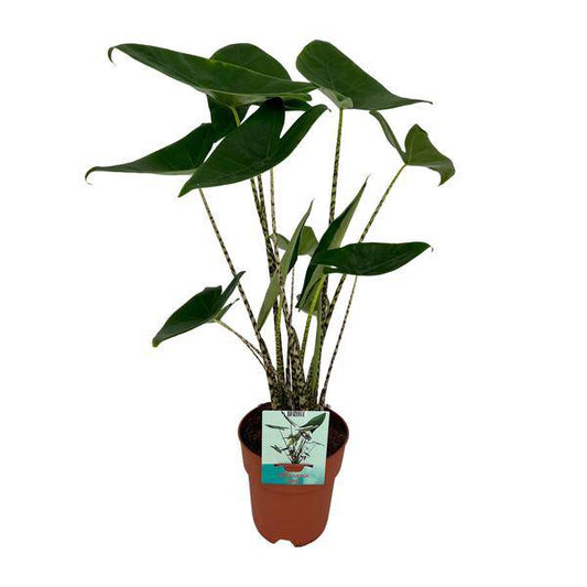 Alocasia Zebrina – Elefantenohr – Ø19cm x H75cm – Tropische Zimmerpflanze mit zebragestreiften Stielen – Exotischer Blickfang für Wohnzimmer & Büro – Pflegeleicht im Halbschatten 