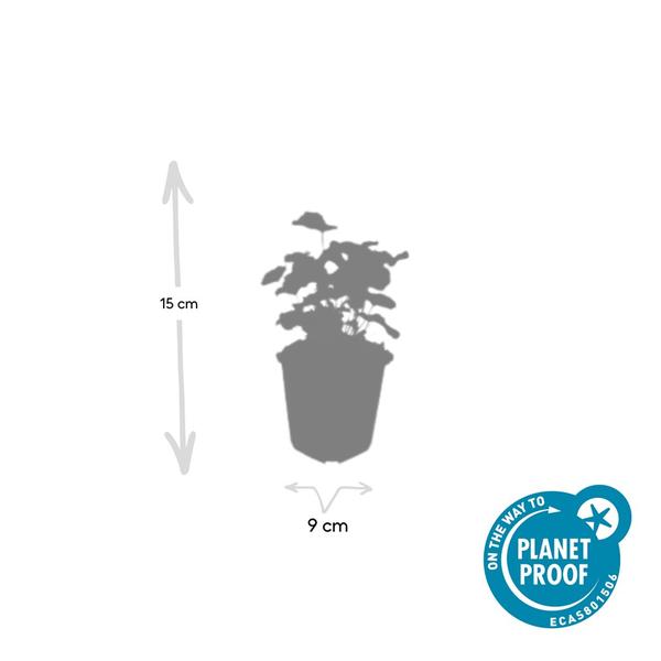Weicher Frauenmantel Alchemilla mollis – ↕10-25cm – Ø9cm – 6 Pflanzen – Bodendecker & Staude für Beete, schattige Plätze & Garten 