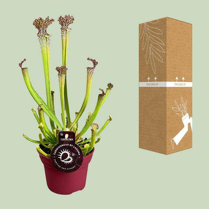 fleischfressende Pflanze - Sarracenia Farnhamii - Zimmerpflanze - Ø12cm - ↕40cm 