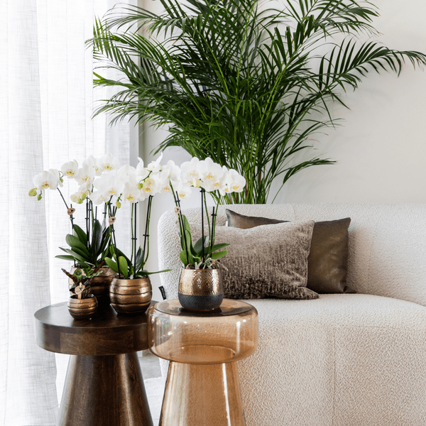 Phalaenopsis Orchideen Weiß – 2 Orchideen – Zimmerpflanzen mit langanhaltender Blüte – Ø12cm Töpfe – Frisch vom Bauern – Elegante Wohnraum-Deko 