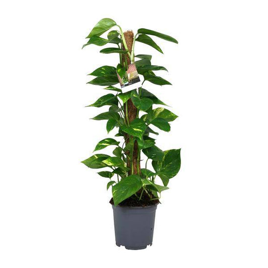 Efeutute - Scindapsus Epipremnum - Zimmerpflanze - Ø19cm - ↕80cm 