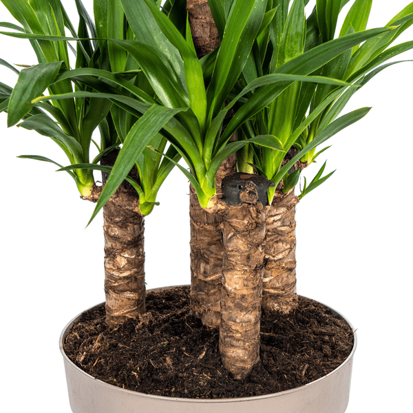 Yucca Elephantipes – Riesen-Palmlilie – Zimmerpflanze – Ø30 cm Topf – Höhe ca. 100 cm – Pflegeleicht & dekorativ 