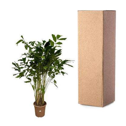 Caryota Mitis – Fischschwanzpalme – Zimmerpflanze ↕210cm – Ø40cm – Tropische Rarität mit gefiederten Blättern – XXL Palme für Wohnzimmer, Wintergarten & Büro 