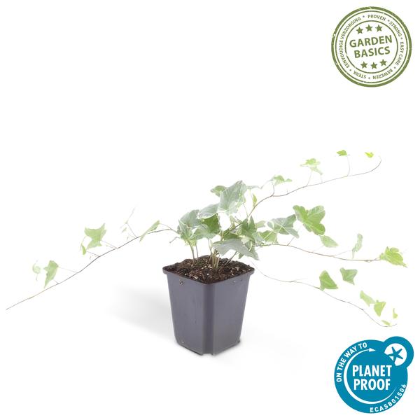 Hedera helix 'Glacier' – Weißgrüner Efeu – Ø9cm – ↕10-25cm – 6 Pflanzen – Bodendecker & pflegeleicht – schnellwachsend 