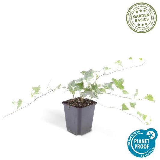 Hedera helix 'Glacier' – Weißgrüner Efeu – Ø9cm – ↕10-25cm – 6 Pflanzen – Bodendecker & pflegeleicht – schnellwachsend 