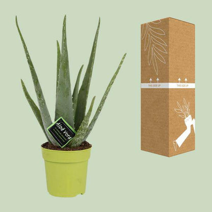 Echte Aloe - Aloe Vera - Zimmerpflanze - Ø12cm - ↕45cm 