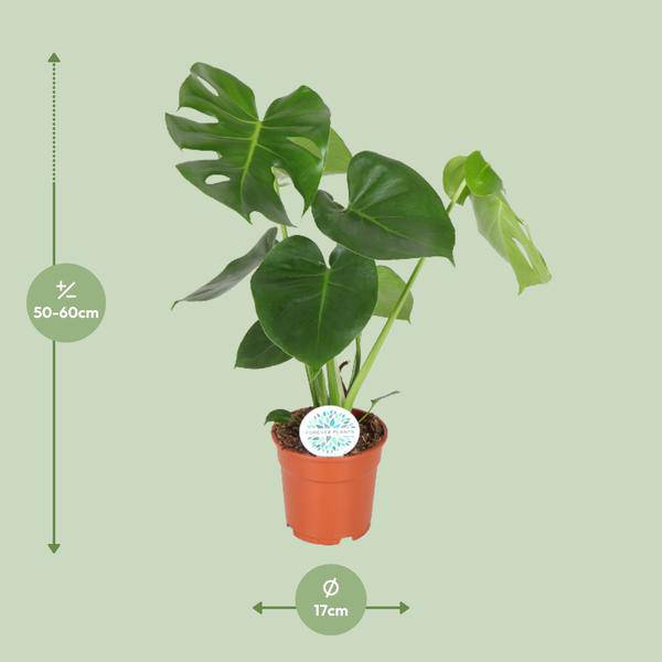 Fensterblatt – Monstera Minima – Zimmerpflanze – Ø17cm – Höhe ca. 55 cm – Beliebte Lochpflanze mit dekorativen Blättern 