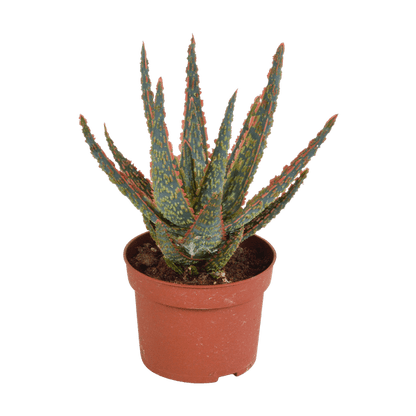 Sukkulente - Aloe Zebrina Dannyz - 10,5cm - Zimmerpflanze 