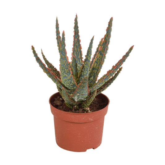 Sukkulente - Aloe Zebrina Dannyz - 10,5cm - Zimmerpflanze 