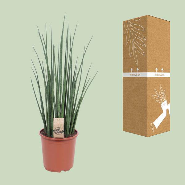 Bogenhanf - Sansevieria Mikado - Zimmerpflanze - Ø19cm - ↕70cm 