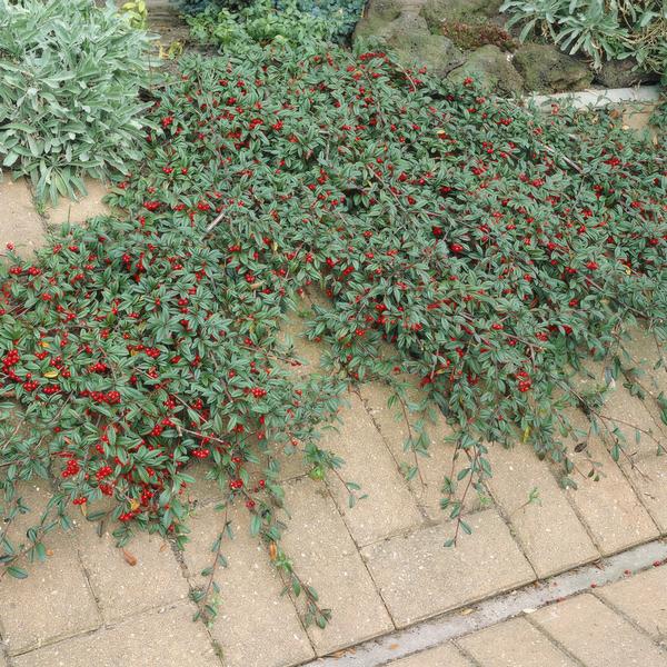 Cotoneaster dammeri – Teppich-Zwergmispel – Ø9cm – ↕10-25cm – 6 Pflanzen – Winterharter Bodendecker mit Blüten & Beeren 