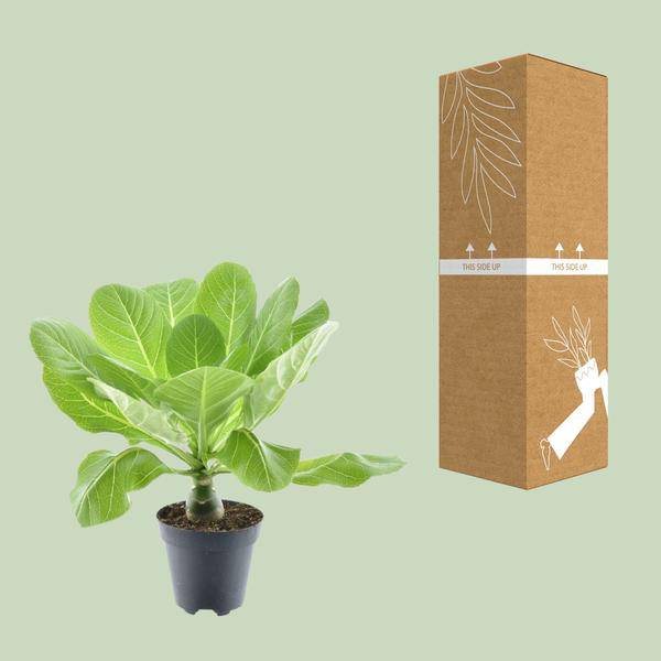 Vulkanpalme – Brighamia insignis 'Hawaii Palme' – Zimmerpflanze – Ø12cm – Höhe ca. 37cm – Exotische Rarität 
