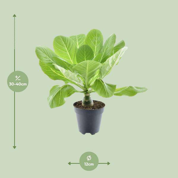 Vulkanpalme – Brighamia insignis 'Hawaii Palme' – Zimmerpflanze – Ø12cm – Höhe ca. 37cm – Exotische Rarität 