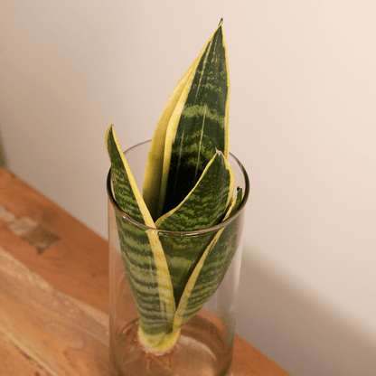 Sansevieria im Glaszylinder – Ø12cm – ↕30cm – Pflegeleichte Zimmerpflanze im dekorativen Glasgefäß – Luftreinigend & robust – Für Wohnzimmer, Büro oder Schlafzimmer 