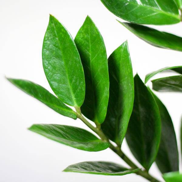 Zamioculcas Zamiifolia Glücksfeder – robuste Zimmerpflanze ↕80cm Ø21cm – pflegeleichte Smaragdpalme im nachhaltigen Viber Topf Weiß 