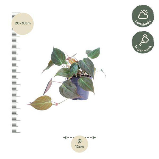 Philodendron scandens 'Micans' – Baumfreund – Zimmerpflanze ↕25cm – Ø12cm – Herzblatt-Philodendron mit samtigen Blättern – Hänge- & Kletterpflanze für Wohnzimmer & Büro 