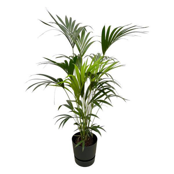 Kentia Palme – Forstersche Kentia – Zimmerpflanze ca. 160cm – ø30cm – inkl. Pflanzgefäß Greenville Schwarz – Tropische XL-Zimmerpalme für Wohnzimmer, Büro & Wintergarten 