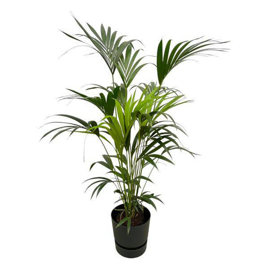 Kentia Palme – Forstersche Kentia – Zimmerpflanze ca. 160cm – ø30cm – inkl. Pflanzgefäß Greenville Schwarz – Tropische XL-Zimmerpalme für Wohnzimmer, Büro & Wintergarten 