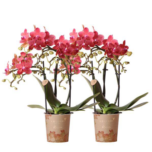 Rote Phalaenopsis Orchideen - Kongo - Topfgröße Ø9cm - blühende Zimmerpflanze - 2 Stück 