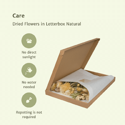 Trockenblumen im Briefkasten – Natur – Getrockneter Blumenstrauß – Beige, Weiß & Rosa – langlebig & pflegefrei – Geschenkidee – 25–30 cm – Dekoration für Zuhause 
