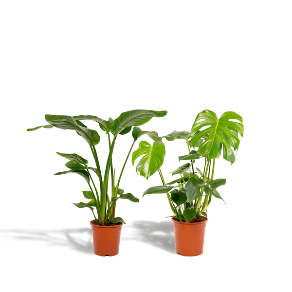 Pflanzenset - Strelitzia Nicolai - Ø19cm - ↕85cm + Monstera Deliciosa - Ø21cm - ↕75cm 