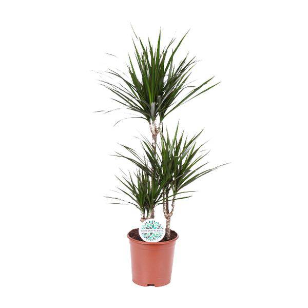 Drachenbaum Dracaena Marginata – Zimmerpflanze – Ø21 cm – 95-115 cm hoch – Halbschatten – Pflegeleicht – Wohnraumbegrünung 