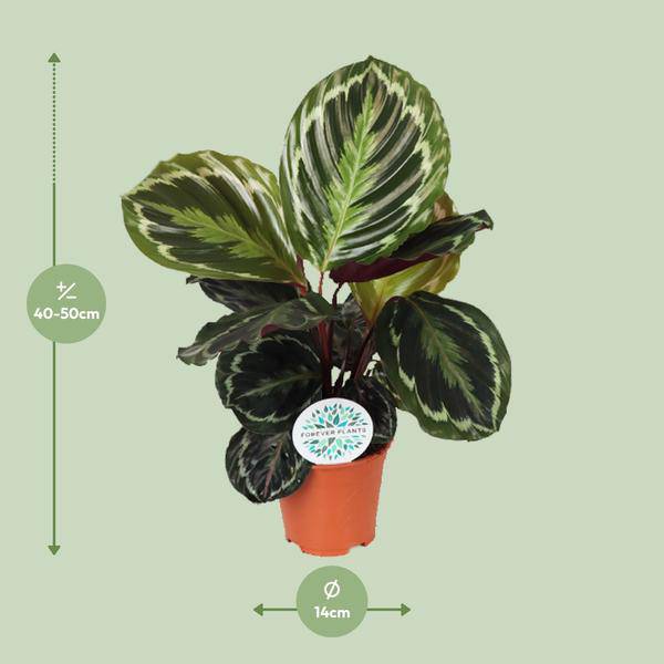 Korbmarante (Calathea Medaillon) – Zimmerpflanze im Ø14cm Topf – ca. 45cm hoch – Exotische Blattpflanze mit lebhaften Mustern – Pflegeleicht im Halbschatten 