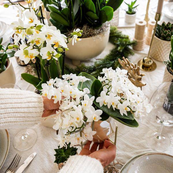Weiße Orchidee 'Nazaré' – Zimmerpflanze – Ø9cm Topf – inkl. Dekotopf Pearl Travertin – Kompakte Tischdeko – Elegante Blütenpracht 