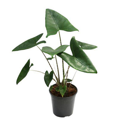 Tiger-Pfeilblatt - Alocasia Zebrina - Zimmerpflanze - Ø21cm - ↕80cm 